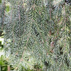 Picea omorika
