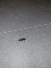 Hesperophanes sericeus