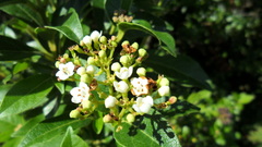 Viburnum tinus