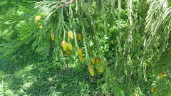 Calocedrus decurrens