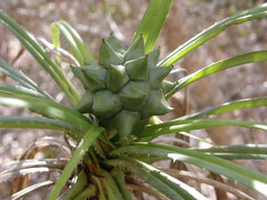 Pandanus aridus