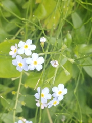 Myosotis scorpioides