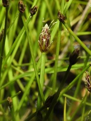 Eleocharis flavescens