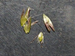 Eleocharis flavescens