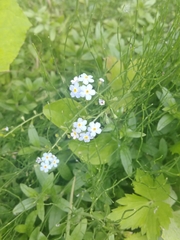 Myosotis scorpioides