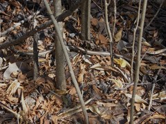 Dromicodryas bernieri