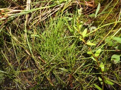 Eleocharis flavescens