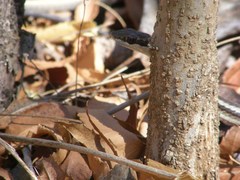 Dromicodryas bernieri