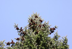 Picea omorika