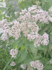 Eupatorium cannabinum