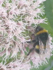 Bombus terrestris