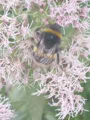 Bombus terrestris