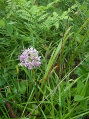 Allium splendens