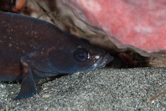 Rypticus saponaceus