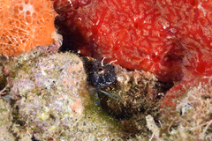 Emblemaria pandionis