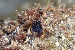 Emblemaria pandionis