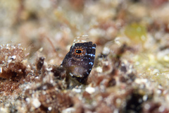 Emblemaria pandionis