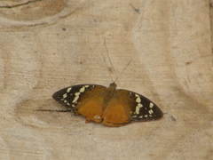 Aterica rabena