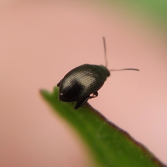 Chaetocnema concinna