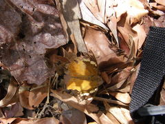 Aterica rabena