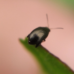 Chaetocnema concinna