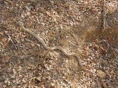 Leioheterodon geayi
