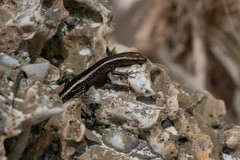 Cryptoblepharus africanus