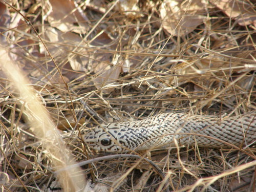 Reticulated Hognose Snake