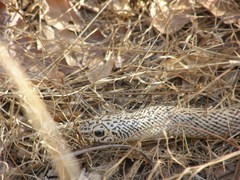 Leioheterodon geayi