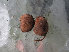 Elaphomyces americanus