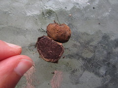 Elaphomyces americanus