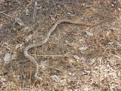 Leioheterodon geayi