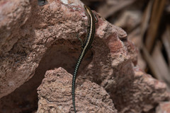 Cryptoblepharus africanus