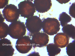 Elaphomyces americanus