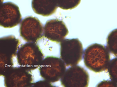 Elaphomyces americanus