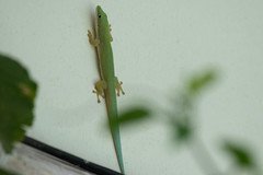 Phelsuma dubia