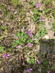 Corydalis conorhiza