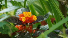 Chrysothemis pulchella