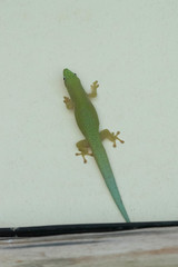 Phelsuma dubia