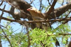 Granatina ianthinogaster