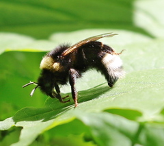 Bombus bohemicus