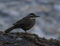 Cinclodes patagonicus chilensis
