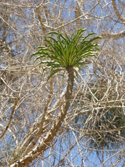Pachypodium rutenbergianum