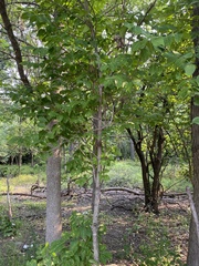 Fraxinus quadrangulata