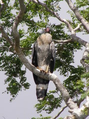 Polyboroides radiatus