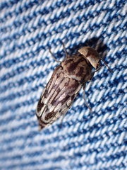 Yakuhananomia bidentata