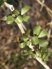 Hyperacanthus grevei