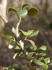 Hyperacanthus grevei