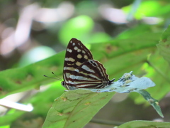 Dodona eugenes esakii