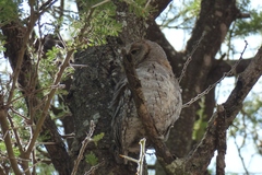 Otus senegalensis